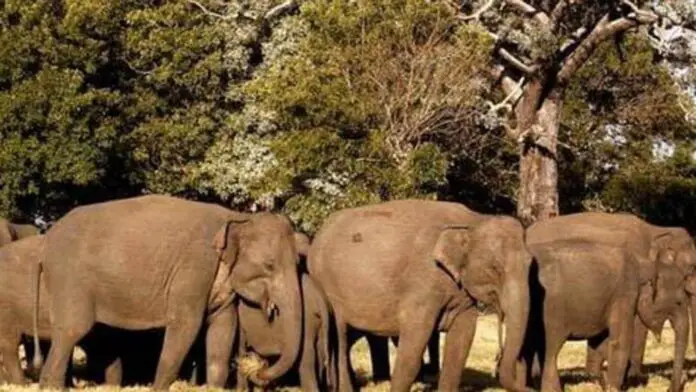 पटना के सोनपुर मेले में अवैध लेनदेन को रोकने के लिए हाथियों की डीएनए प्रोफाइलिंग
